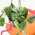Satin Pothos - Scindapsus pictus 'Argyraeus' - Sprouts of Bristol
