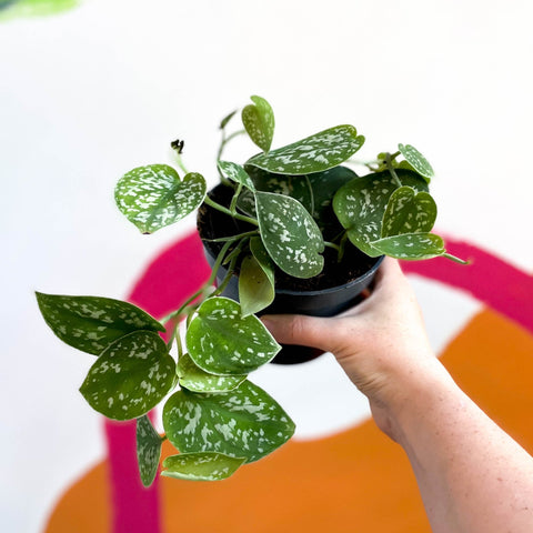 Satin Pothos - Scindapsus pictus 'Argyraeus' - Sprouts of Bristol
