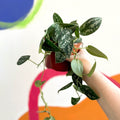 Satin Pothos - Scindapsus pictus 'Argyraeus' - British Grown - Sprouts of Bristol