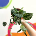 Satin Pothos - Scindapsus pictus 'Argyraeus' - British Grown - Sprouts of Bristol