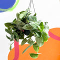 Satin Pothos - Scindapsus pictus 'Silvery Anne' - Sprouts of Bristol