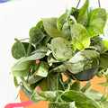 Satin Pothos - Scindapsus pictus 'Silvery Anne' - Sprouts of Bristol