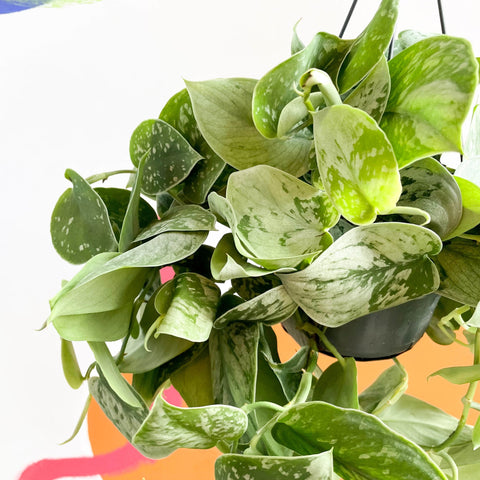 Satin Pothos - Scindapsus pictus 'Silvery Anne' - Sprouts of Bristol