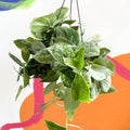 Satin Pothos - Scindapsus pictus 'Silvery Anne' - Sprouts of Bristol