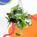 Satin Pothos - Scindapsus pictus 'Silvery Anne' - Sprouts of Bristol
