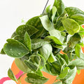Satin Pothos - Scindapsus pictus 'Silvery Anne' - Sprouts of Bristol