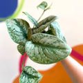 Satin Pothos - Scindapsus pictus 'Trebie' - British Grown - Sprouts of Bristol