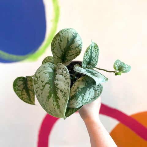 Satin Pothos - Scindapsus pictus 'Trebie' - British Grown - Sprouts of Bristol