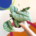 Satin Pothos - Scindapsus pictus 'Trebie' - British Grown - Sprouts of Bristol