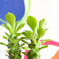 Sausage Spurge - Monadenium guentheri - Sprouts of Bristol