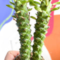 Sausage Spurge - Monadenium guentheri - Sprouts of Bristol