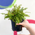 Scaly Male Fern - Dryopteris affinis 'Cristata The King' - British Grown - Hardy Semi Evergreen Fern - Sprouts of Bristol