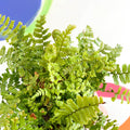 Scaly Male Fern - Dryopteris affinis 'Cristata The King' - British Grown - Hardy Semi Evergreen Fern - Sprouts of Bristol