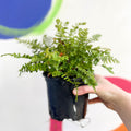 Scaly Male Fern - Dryopteris affinis 'Cristata The King' - British Grown - Hardy Semi Evergreen Fern - Sprouts of Bristol