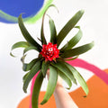 Scarlet Star Bromeliad - Guzmania 'Priscilla' - Sprouts of Bristol