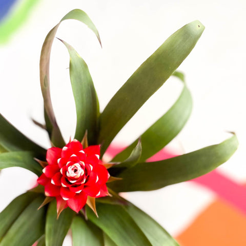 Scarlet Star Bromeliad - Guzmania 'Priscilla' - Sprouts of Bristol