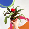 Scarlet Star Bromeliad - Guzmania 'Priscilla' - Sprouts of Bristol