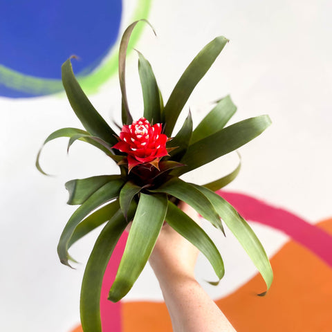 Scarlet Star Bromeliad - Guzmania 'Priscilla' - Sprouts of Bristol