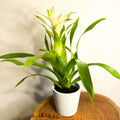 Scarlet Star - Guzmania - Bromeliad - Sprouts of Bristol