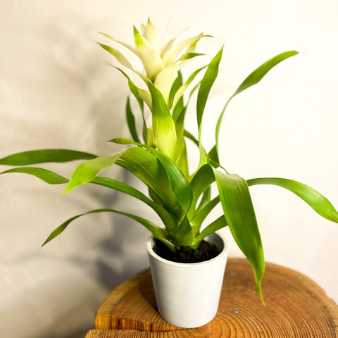 Scarlet Star - Guzmania - Bromeliad - Sprouts of Bristol