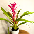 Scarlet Star - Guzmania - Bromeliad - Sprouts of Bristol
