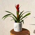 Scarlet Star - Guzmania 'Ostara' - Bromeliad - Sprouts of Bristol