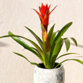 Scarlet Star - Guzmania 'Ostara' - Bromeliad - Sprouts of Bristol