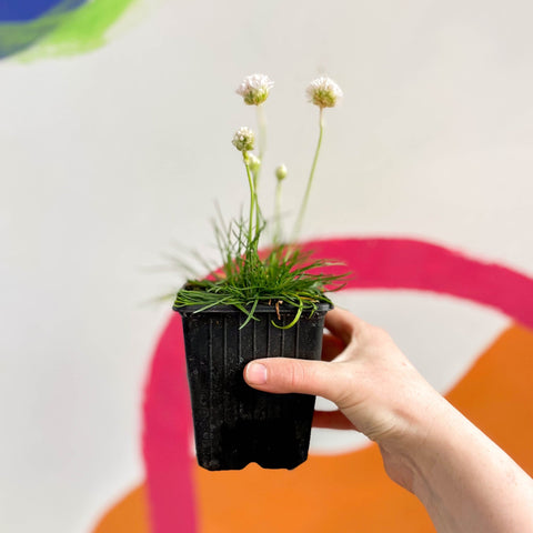 Sea Thrift - Armeria maritima 'Armada White' - British Grown Evergreen Perennial Alpine - Sprouts of Bristol