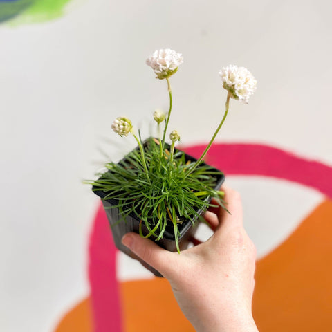 Sea Thrift - Armeria maritima 'Armada White' - British Grown Evergreen Perennial Alpine - Sprouts of Bristol