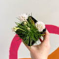 Sea Thrift - Armeria maritima 'Armada White' - British Grown Evergreen Perennial Alpine - Sprouts of Bristol