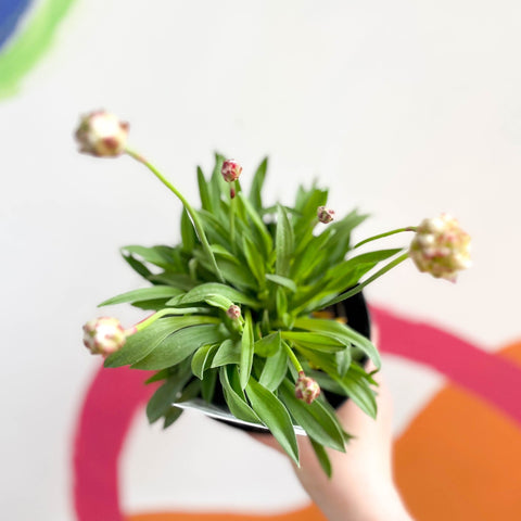 Sea Thrift - Armeria pseudarmeria 'Ballerina White' - British Grown Evergreen Perennial Alpine - Sprouts of Bristol