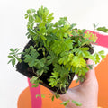Sensitive Plant - Mimosa pudica - Sprouts of Bristol