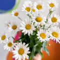 Shasta Daisy - Leucanthemum × superbum ‘Snow Lady’ - Sprouts of Bristol