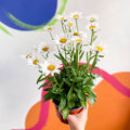 Shasta Daisy - Leucanthemum × superbum ‘Snow Lady’ - Sprouts of Bristol
