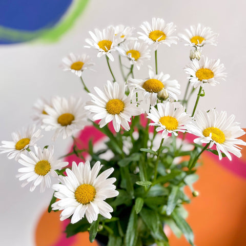 Shasta Daisy - Leucanthemum × superbum ‘Snow Lady’ - Sprouts of Bristol