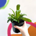 Shasta Daisy - Leucanthemum x superbum 'Crazy Daisy' - British Grown Herbaceous Perennial - Sprouts of Bristol