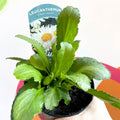 Shasta Daisy - Leucanthemum x superbum 'Crazy Daisy' - British Grown Herbaceous Perennial - Sprouts of Bristol