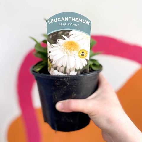Shasta Daisy - Leucanthemum x superbum 'Real Comet' - British Grown Herbaceous Perennial - Sprouts of Bristol