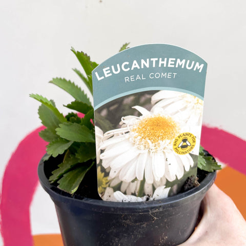 Shasta Daisy - Leucanthemum x superbum 'Real Comet' - British Grown Herbaceous Perennial - Sprouts of Bristol