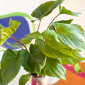 Shield Plant - Homalomena rubescens 'Maggy' - Sprouts of Bristol