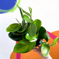 Shingle Plant - Rhaphidophora hongkongensis - Sprouts of Bristol