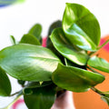 Shingle Plant - Rhaphidophora hongkongensis - Sprouts of Bristol