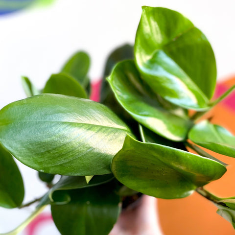 Shingle Plant - Rhaphidophora hongkongensis - Sprouts of Bristol