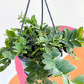 Shingling Vine - Marcgravia umbulata - Sprouts of Bristol