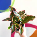 Shining Bush Plant - Peperomia clusifolia 'Ginny' - British Grown - Sprouts of Bristol