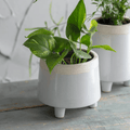 Short Sherston Pot - 16cm - Sprouts of Bristol