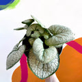Siberian Bugloss - Brunnera macrophylla 'Silver Heart' - Sprouts of Bristol