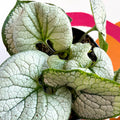 Siberian Bugloss - Brunnera macrophylla 'Silver Heart' - Sprouts of Bristol