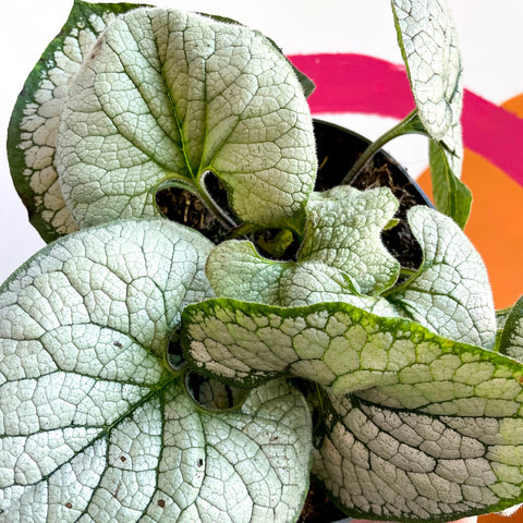 Siberian Bugloss - Brunnera macrophylla 'Silver Heart' - Sprouts of Bristol