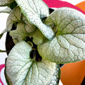 Siberian Bugloss - Brunnera macrophylla 'Silver Heart' - Sprouts of Bristol